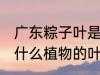 广东粽子叶是什么叶子 广东粽子叶是什么植物的叶子
