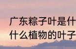 广东粽子叶是什么叶子 广东粽子叶是什么植物的叶子