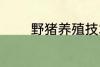 野猪养殖技术 野猪养殖技巧