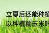立夏后还能种植糯玉米吗 立夏后还可以种植糯玉米吗