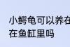 小鳄龟可以养在鱼缸里吗 小鳄龟能养在鱼缸里吗
