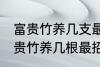 富贵竹养几支最旺运属蛇的 属蛇养富贵竹养几根最招财