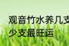 观音竹水养几支最旺运 观音竹水养多少支最旺运