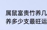 属鼠富贵竹养几支最旺运 属鼠富贵竹养多少支最旺运