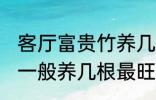 客厅富贵竹养几支最旺运 水养富贵竹一般养几根最旺财