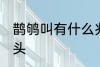 鹊鸲叫有什么兆头 四喜鸟叫有什么兆头
