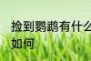 捡到鹦鹉有什么好兆头 捡到鹦鹉运势如何