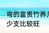 弯的富贵竹养几支最旺运 富贵竹养多少支比较旺