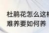 杜鹃花怎么这样难养 杜鹃花为何这样难养要如何养