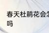 春天杜鹃花会怎么样 春天杜鹃花开花吗