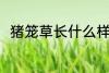 猪笼草长什么样子 猪笼草简单介绍