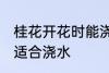 桂花开花时能浇水吗 桂花开花时适不适合浇水