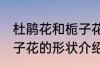 杜鹃花和栀子花长什么样 杜鹃花和栀子花的形状介绍