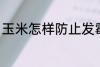 玉米怎样防止发霉 玉米如何防止发霉