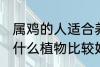 属鸡的人适合养什么植物 属鸡的人种什么植物比较好
