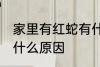 家里有红蛇有什么预兆 家里有红蛇是什么原因