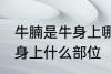 牛腩是牛身上哪个部位的肉 牛腩是牛身上什么部位