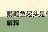 鹦鹉鱼起头是什么意思 鹦鹉鱼起头的解释