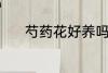 芍药花好养吗 芍药花好不好养