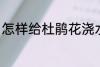 怎样给杜鹃花浇水 如何给杜鹃花浇水