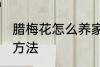 腊梅花怎么养家庭养法 腊梅花的养殖方法