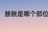 膀胱是哪个部位 膀胱是指哪个部位