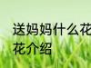 送妈妈什么花合适 适合送妈妈的三种花介绍