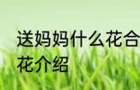 送妈妈什么花合适 适合送妈妈的三种花介绍