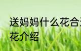 送妈妈什么花合适 适合送妈妈的三种花介绍
