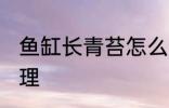 鱼缸长青苔怎么办 鱼缸有青苔怎么处理