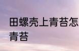 田螺壳上青苔怎么去除 如何去除田螺青苔