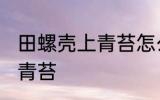 田螺壳上青苔怎么去除 如何去除田螺青苔
