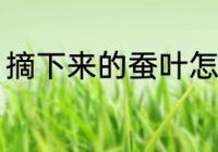 摘下来的蚕叶怎么保鲜 桑叶如何保鲜