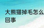 大熊猫掉毛怎么处理 大熊猫掉毛怎么回事