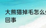 大熊猫掉毛怎么处理 大熊猫掉毛怎么回事